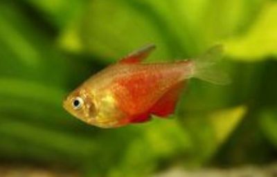 HYPHESSOBRYCON FLAMMEUS ORANGE - TETRA LLAMA NARANJA