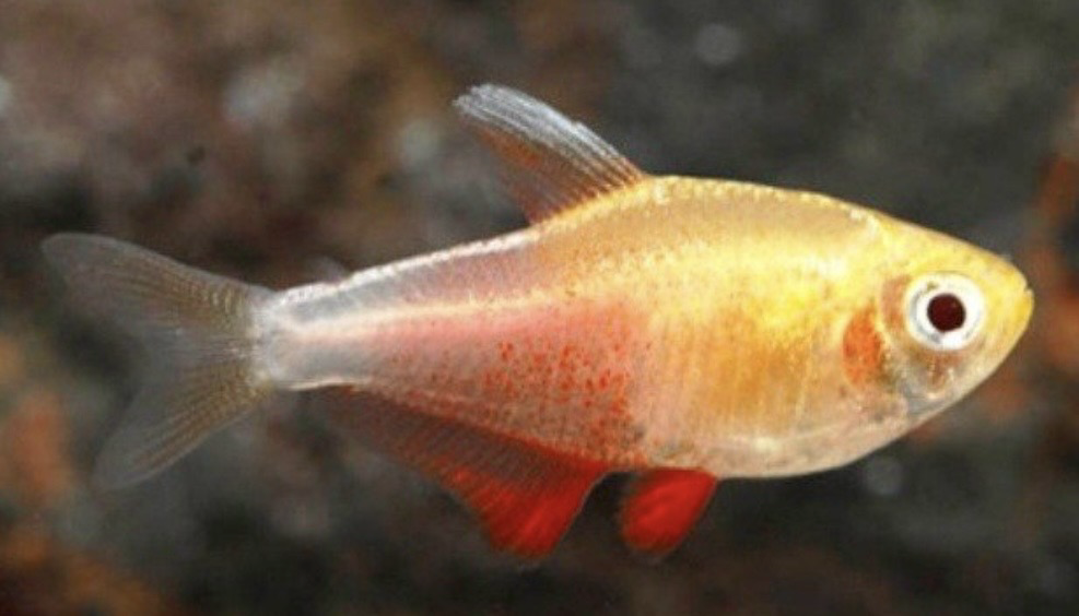 HYPHESSOBRYCON FLAMMEUS ORANGE - TETRA LLAMA YELLOW GRUPO 10unid