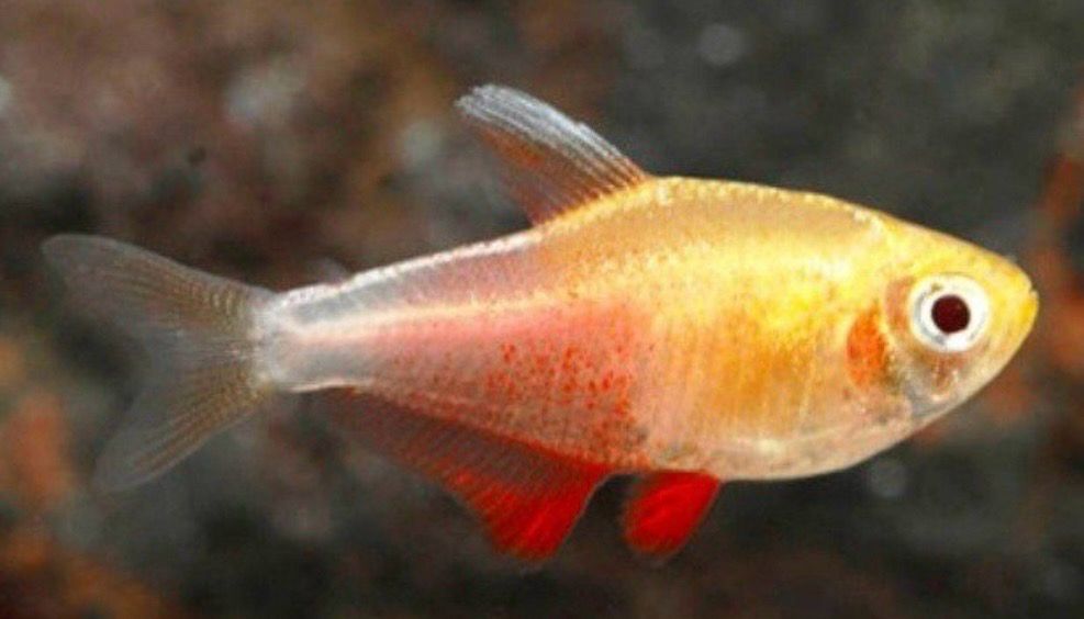 HYPHESSOBRYCON FLAMMEUS ORANGE - TETRA LLAMA YELLOW