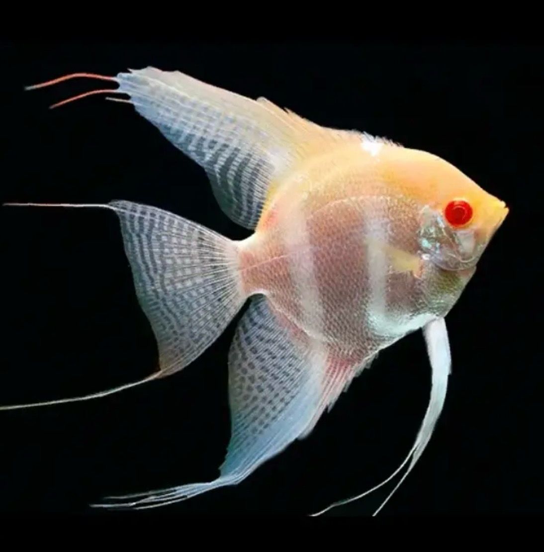 Pterophyllum Scalare Dantum Crema Ojo Rojo 6-7cm
