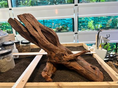 Madera Deriva | Driftwood ref.7