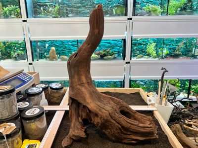Madera Deriva | Driftwood ref.6