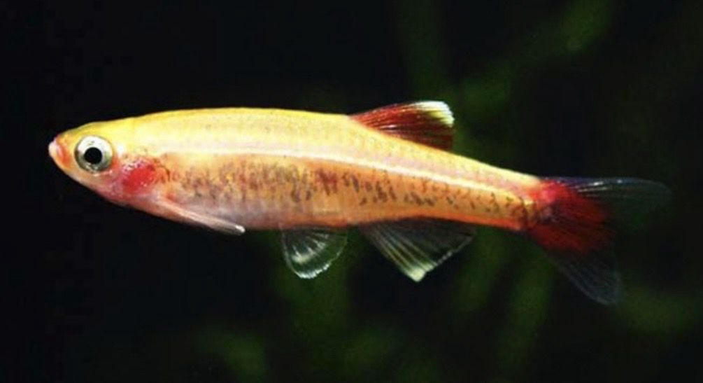 NEÓN CHINO ORO TANICHTHYS ALBONUBES Grupo 10 unid