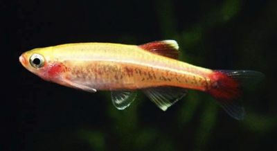 NEÓN CHINO ORO TANICHTHYS ALBONUBES Grupo 10 unid