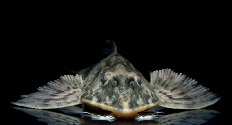 Loricaria Similima