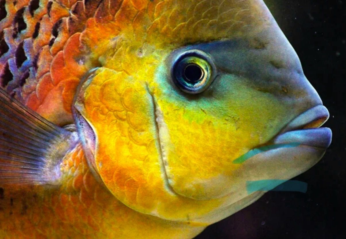 HERICHTHYS BOCOURTI