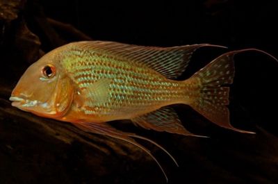GEOPHAGUS ALTIFRONS RIO XINGU 10-12cm