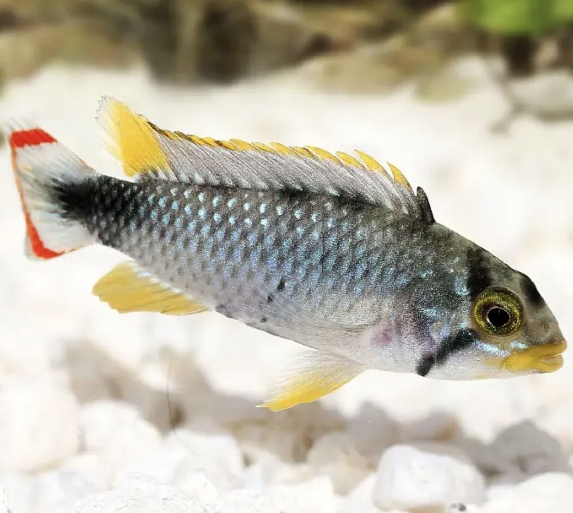 Apistograma Panduro Pareja