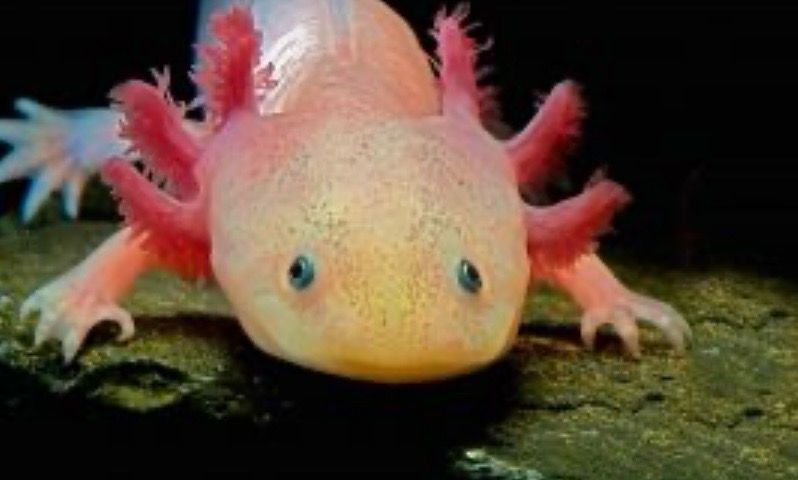 Ambystoma Mexicanum Ajolote leucistico Ambystoma Mexicanum Ajolote leucistico