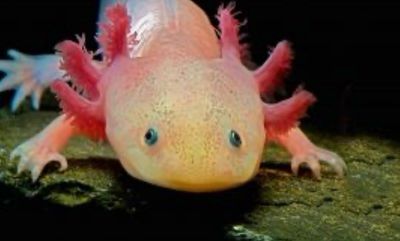 Ambystoma Mexicanum Ajolote leucistico Ambystoma Mexicanum Ajolote leucistico