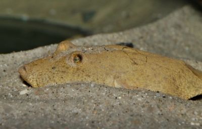 Pez Globo del congo Tetraodon Miurus