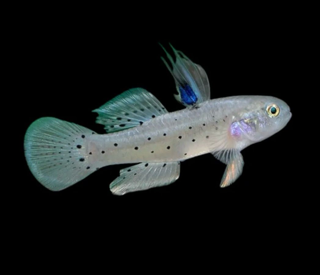 Gobio Caballero | Stigmatogobius sadanundio