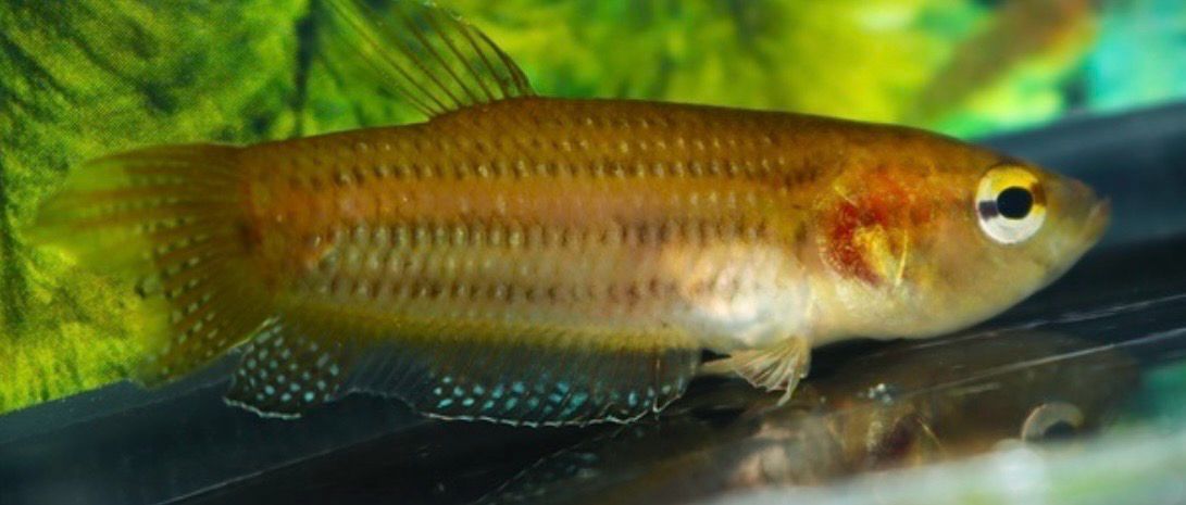 BETTA EDITHAE 3-4cm
