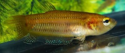 BETTA EDITHAE 3-4cm