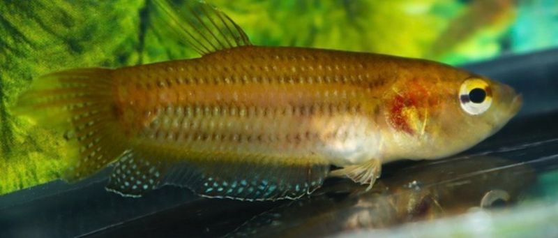 BETTA EDITHAE 3-4cm