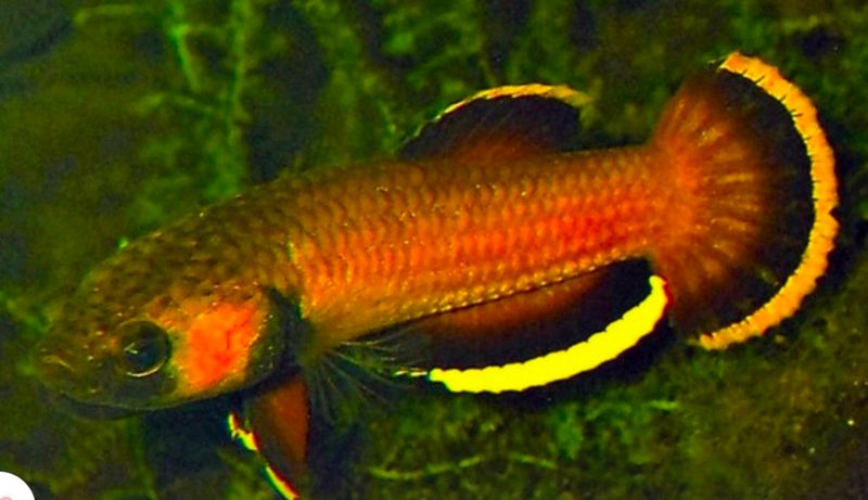 BETTA ALBIMARGINATA L 3-4cm