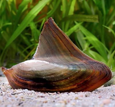 Almeja de Agua Dulce | Hyriopsis bialatus