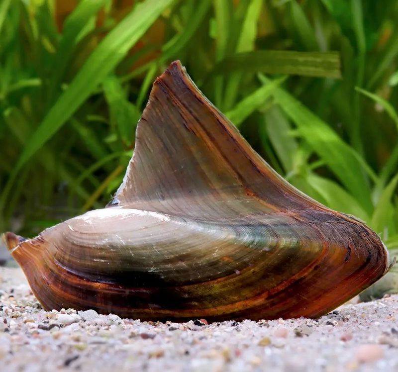 Almeja de Agua Dulce | Hyriopsis bialatus