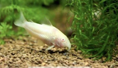 Coridora albina grupo 5 ejemplares
