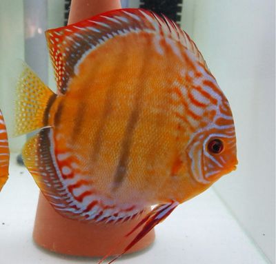 Disco  Curipera Heckel Cross 7-9cm