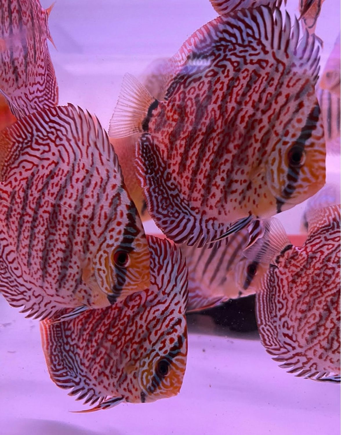 Disco Super Pantera Leopard 8-9cm