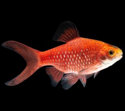 Barbo Conchonius super red| Puntius conchonius