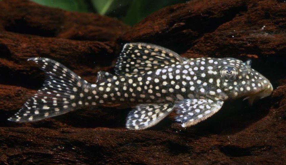 Hypancistrus L136B Gen C  