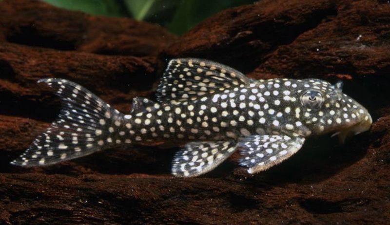 Hypancistrus L136B Gen C  