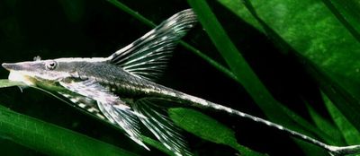 Sturisoma panamense