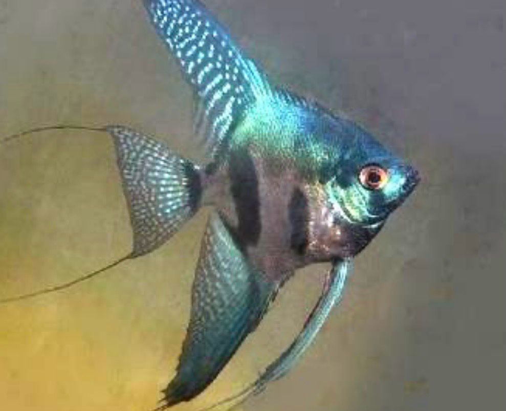 ESCALAR PINOY GREEN 3-4,5CM - PTEROPHYLLUM SCALARE