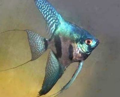 ESCALAR PINOY GREEN 3-4,5CM - PTEROPHYLLUM SCALARE