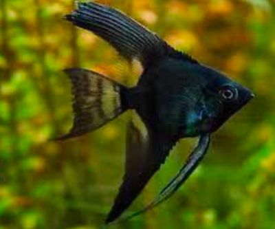 ESCALAR PINOY BLACK 3-4,5CM - PTEROPHYLLUM SCALARE