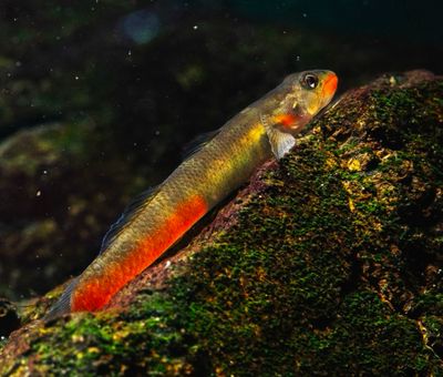 Sicyopus rubicundus 5-6cm