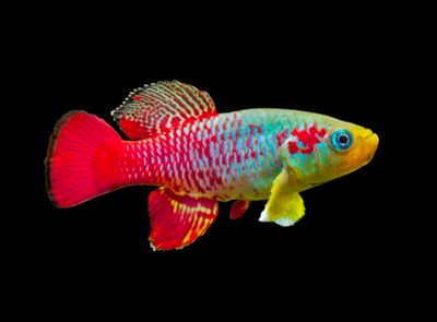 Killie Rojo | Nothobranchius guentheri pareja