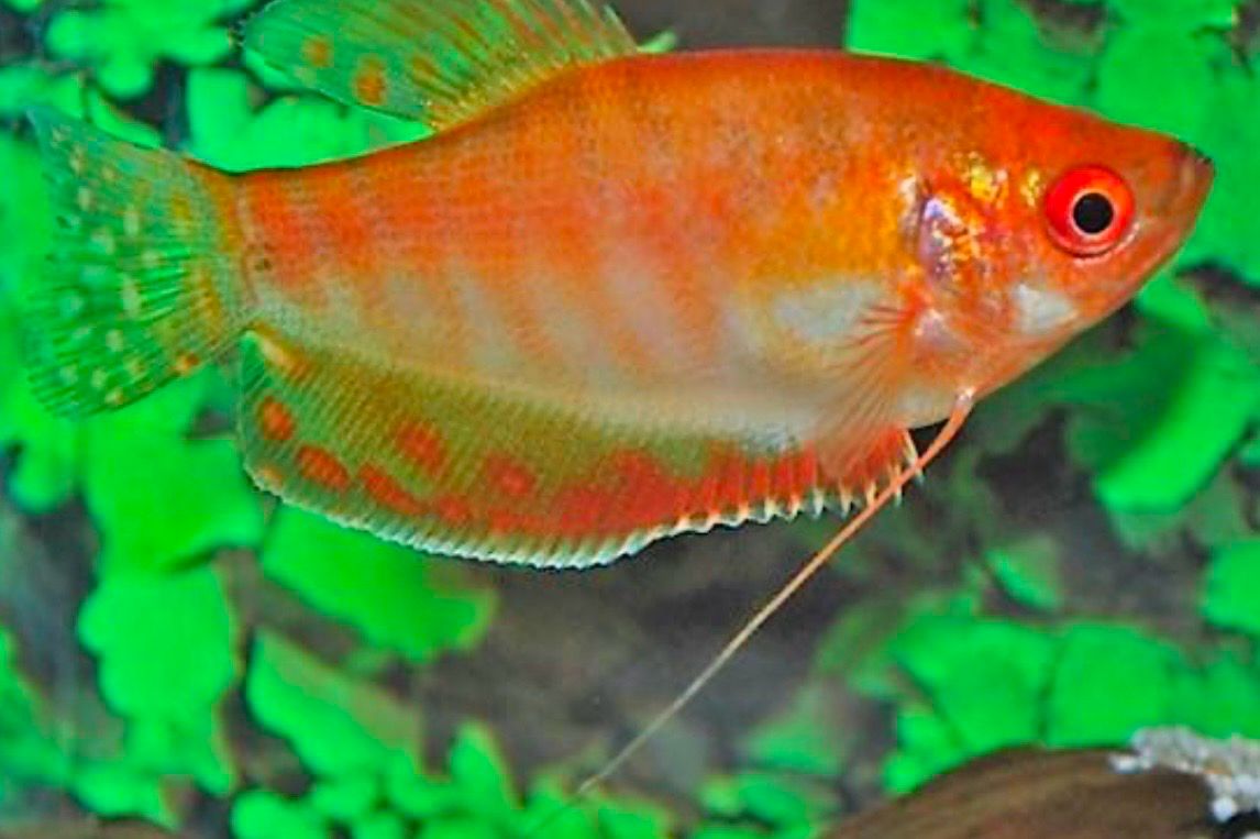 Gourami Oro Rojo 4- 5cm - Trichogaster Trichopterus Gold Red