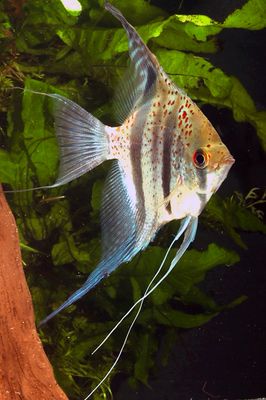 Escalar Guyana Red Dragón 7-10cm
