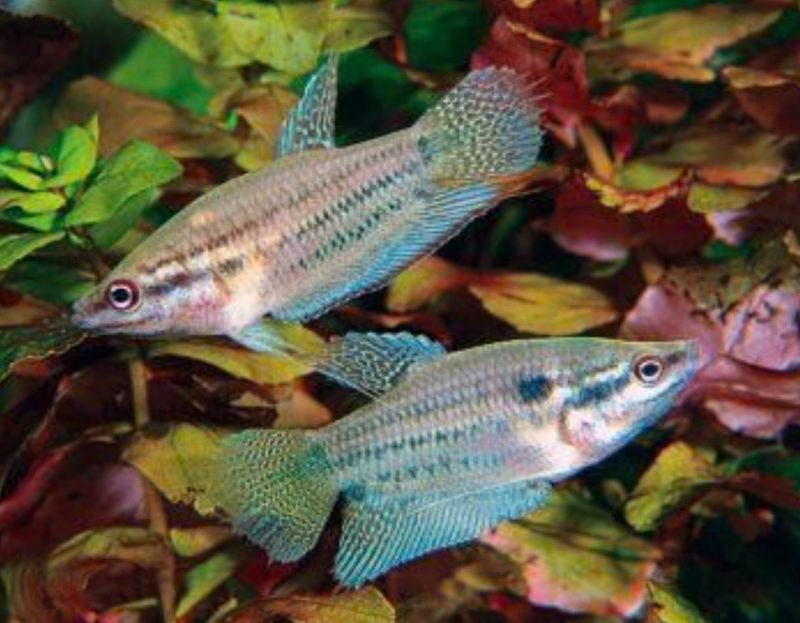 TRICHOPSIS VITTATA
