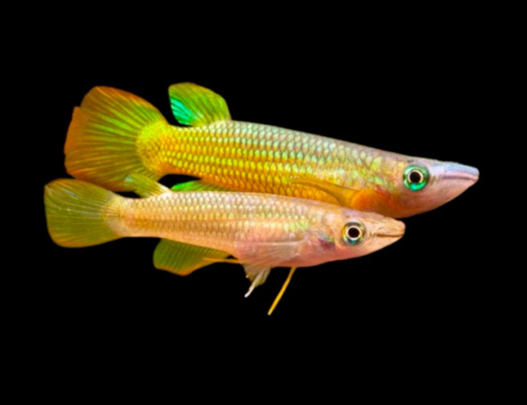 Killie Panchax Amarillo | Aplocheilus panchax