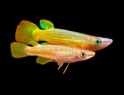 Killie Panchax Amarillo | Aplocheilus panchax