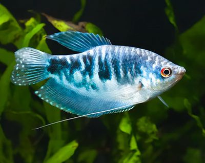 Gourami Mármol Ópalo | Trichogaster trichopterus