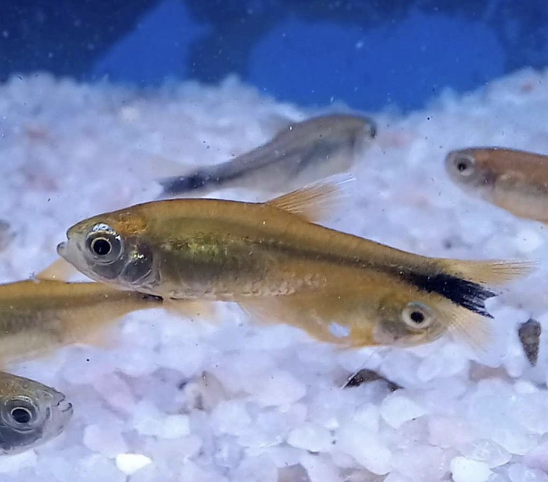 HASEMANIA NANA. Tetra Cobre lote 10unid