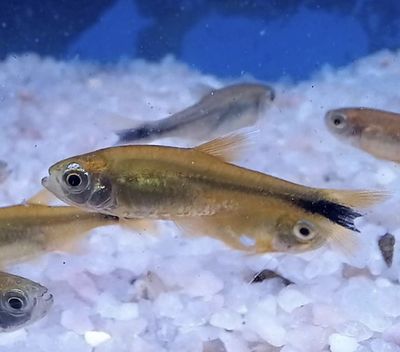 HASEMANIA NANA. Tetra Cobre lote 10unid