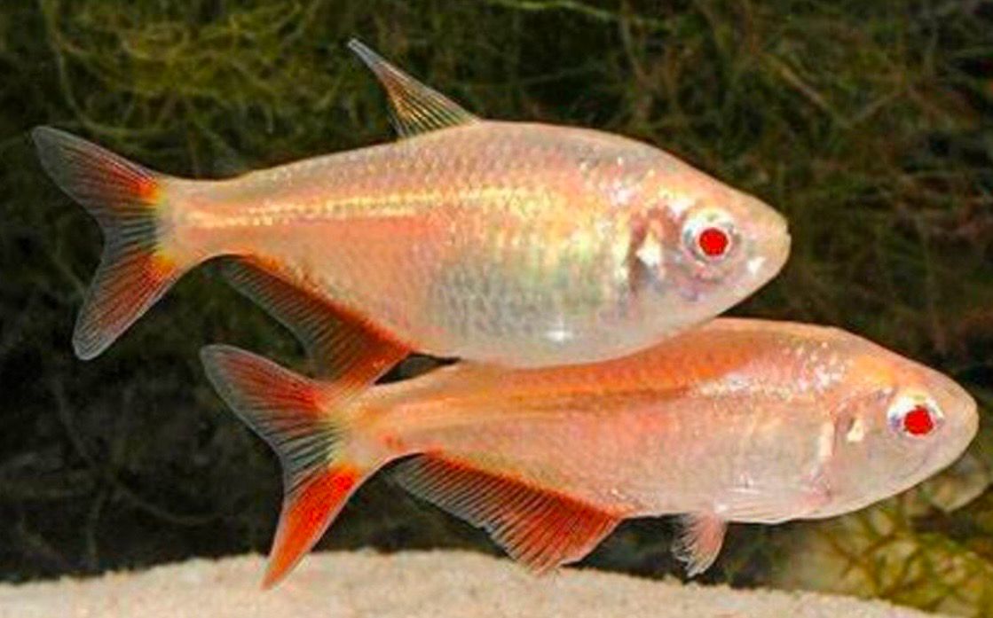 Tetra Buenos Aires Gold | Hemigrammus caudovittatus
