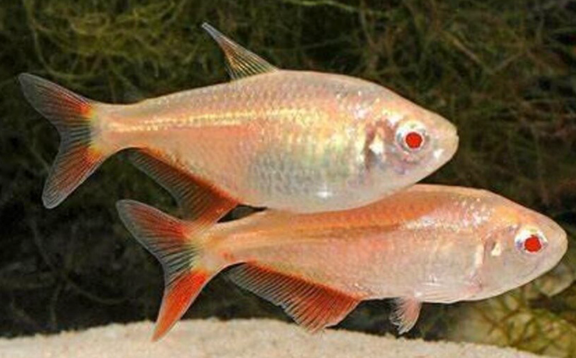 Tetra Buenos Aires Gold | Hemigrammus caudovittatus lote 10unid