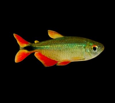 Tetra Buenos Aires | Hemigrammus caudovittatus