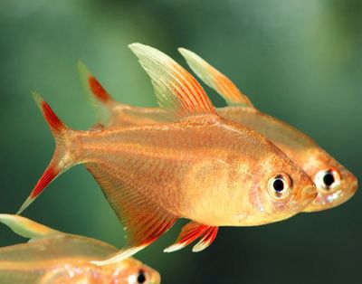 Hyphessobrycon Ornatus | Tetra Rosado