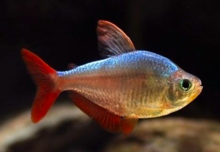 Tetra Colombiano | MOENKHAUSIA COLUMBIANA RED-BLUE