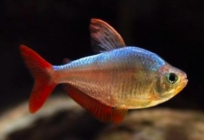 Tetra Colombiano | MOENKHAUSIA COLUMBIANA RED-BLUE