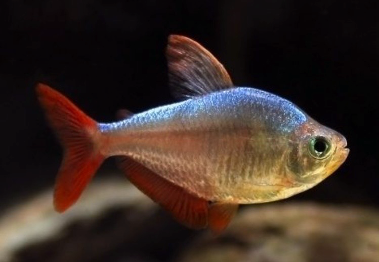 Tetra Colombiano | MOENKHAUSIA COLUMBIANA RED-BLUE lote 10unid