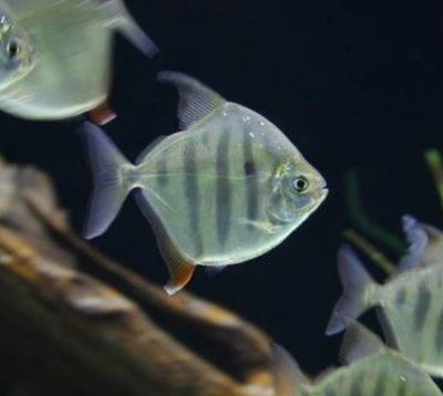 Metynnis Fasciatus